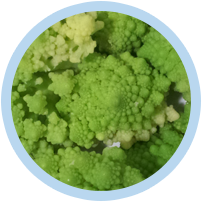 Products Romanesco